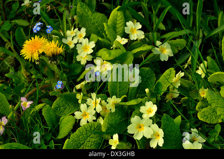 Primel (Primula Vulgaris) und Löwenzahn (Taraxacum sp) im April in einem Garten. Stockfoto