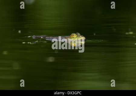 Seefrosch (außer Ridibundus) im Wasser auf der Suche nach Insekten Stockfoto