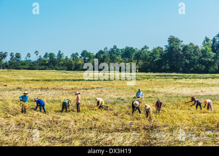 Angkor, Kambodscha - 2. Januar 2014: Bauern ernten Reis in Angkor, Kambodscha am 2. Januar 2014 Stockfoto