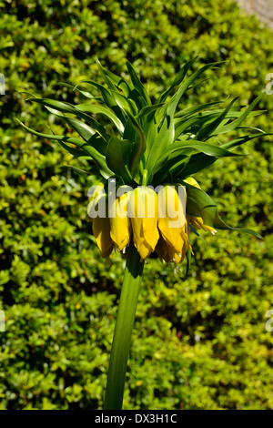 Imperial fritillary, Blume Glühbirne (Fritillaria imperialis) in voller Blüte im April (Pays de la Loire, Frankreich). Stockfoto