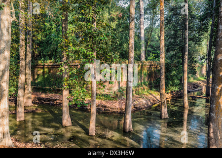 Bäume im Burggraben Angkor Thom Cambodia Stockfoto