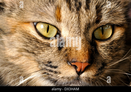 Close-up großen Katzenaugen Stockfoto