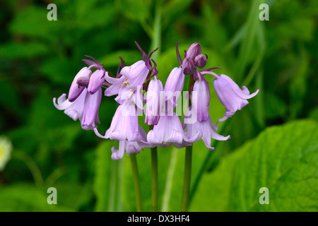 Spanisch Bluebell (Hyacinthoïdes Hispanica), im Mai, in einem Garten. Stockfoto