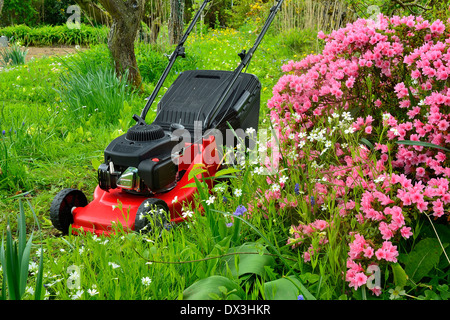 Rasenmäher in einem Garten in der Nähe von Azalea Japonica (Mayenne, Land der Loire, Frankreich). Stockfoto