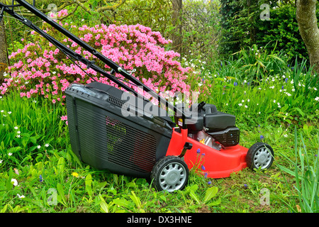 Rasenmäher in einem Garten in der Nähe von Azalea Japonica (Mayenne, Land der Loire, Frankreich). Stockfoto