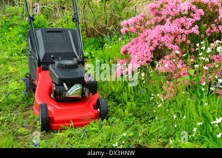 Rasenmäher in einem Garten in der Nähe von Azalea Japonica (Mayenne, Land der Loire, Frankreich). Stockfoto