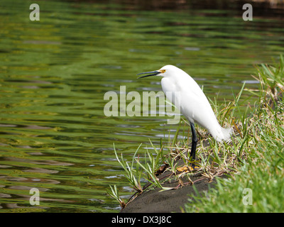 Snowy Reiher mit Schnabel zu öffnen, ein See stehen. Stockfoto