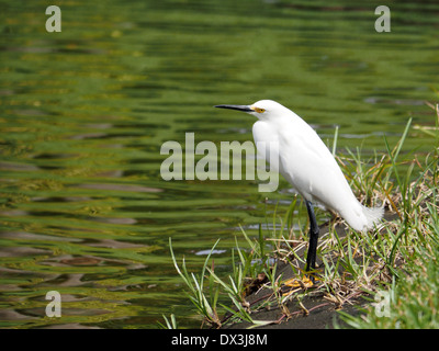 Snowy Reiher mit Kopf zur Seite, ein See stehen geneigt. Stockfoto