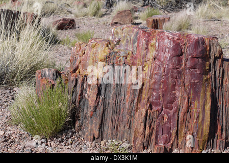 Versteinertes Holz im Petrified Forest National Park, Arizona Stockfoto