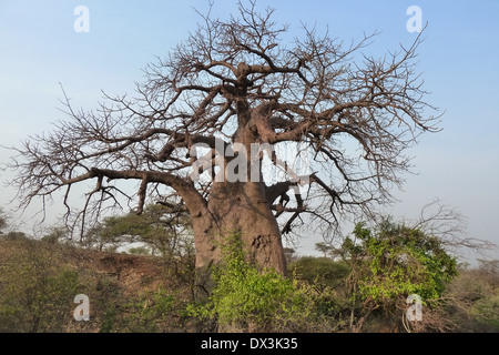 Baobob Baum in Tarangire National Park, Tansania Stockfoto