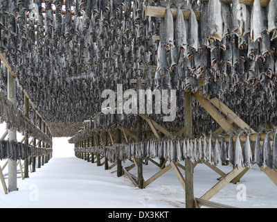 Trocknen Stockfisch auf Gestellen, Svolvær, Lofoten, Nordland, Norwegen Stockfoto