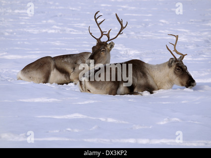 Rentiere in Nord-Finnland, Finnland Stockfoto