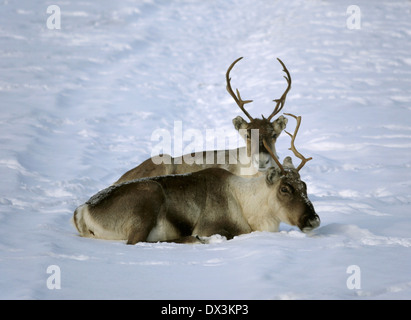 Rentiere in Nord-Finnland, Finnland Stockfoto