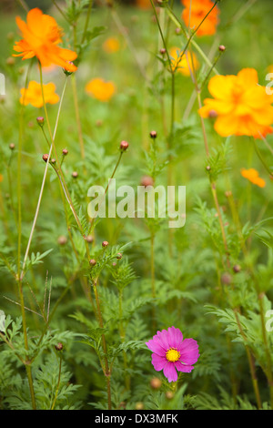 Orange und lila Wildblumen, Nahaufnahme Stockfoto