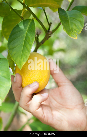 Mannes Hand pflücken Reife gelb Zitrone Baum Ast, schließen sich Stockfoto