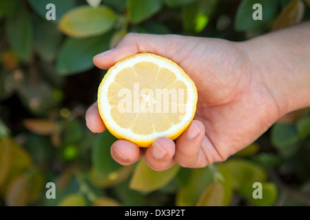 Mannes Hand mit Querschnitt der gelben Zitrone, Nahaufnahme, erhöhte Ansicht Stockfoto