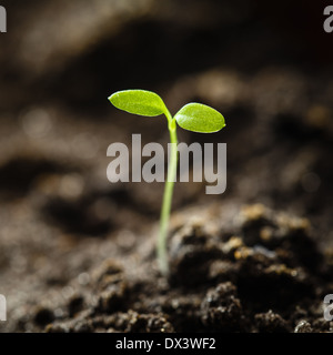 Grüne Spross wachsen aus Samen isoliert auf weißem Hintergrund. Frühling-Symbol, Konzept des neuen Lebens Stockfoto