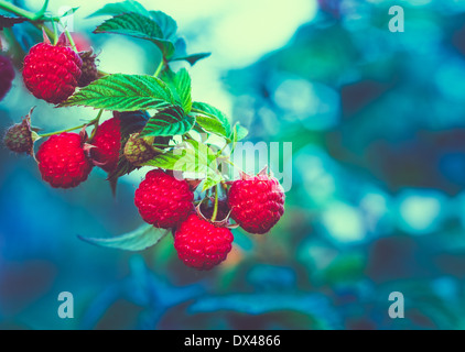 Himbeeren. Wachsenden Bio-Beeren Nahaufnahme. Reife Himbeeren In den Obstgarten Stockfoto