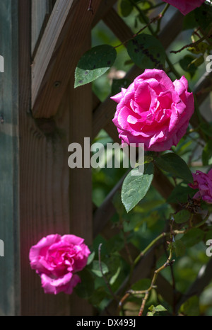 Zephirine Drouhin dornlos Rose klettern einen hölzerne Bogen Stockfoto