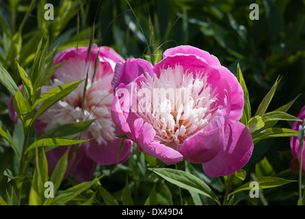 Pfingstrose 'Bowlof Beauty' in seiner höchsten Vollkommenheit in einem englischen Garten Stockfoto