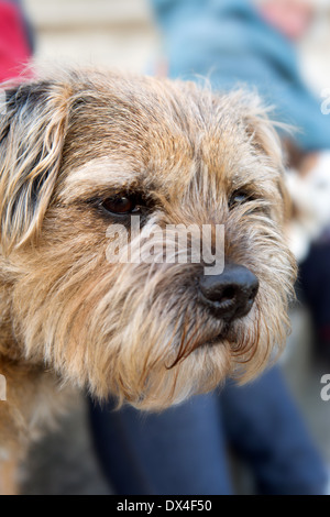 Border Terrier Hund Stockfoto