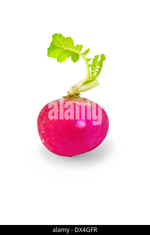 Eine ganze rote Radieschen mit grünen Blättern, die isoliert auf weißem Hintergrund Stockfoto