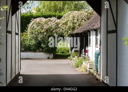 Beeindruckende Rambler rose Hochzeitstag wächst auf alte Scheune Dach in UK Stockfoto