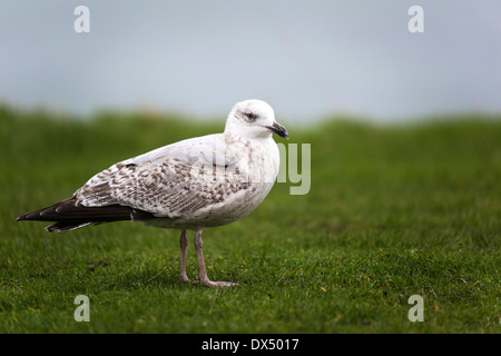 Silbermöwe Larus Argentatus unreif in 2. Winterkleid Stockfoto