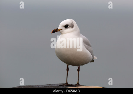 Mediterranean Gull Larus Melanocephalus unreif in 2. Winterkleid Stockfoto