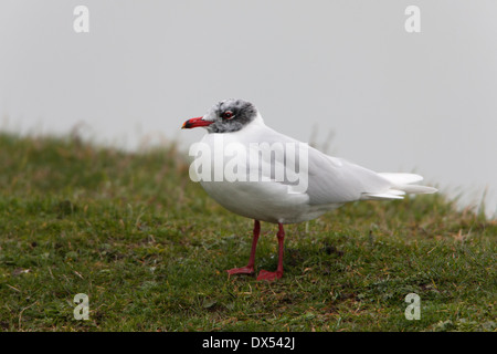 Mediterranean Gull Larus Melanocephalus Erwachsener im Winterkleid-Zucht Stockfoto