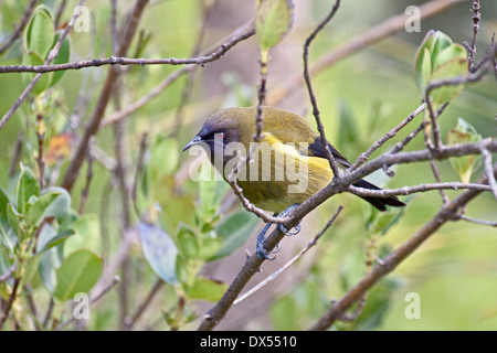 Männliche Bellbird auf Tiritiri Matangi Island in New Zealands Nordinsel Hauraki-Golf Stockfoto