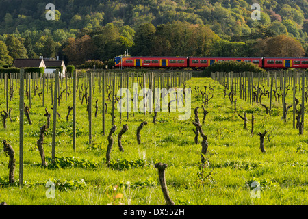 Südwesten Zug vorbei Denbies Wine Estate, Dorking, Surrey, UK Stockfoto