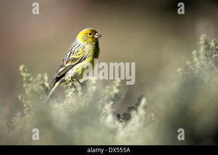 Kanarienvogel Stockfoto