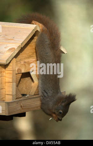 Ein Eichhörnchen ist kopfüber an einem Vogel Tisch füttern. Stockfoto