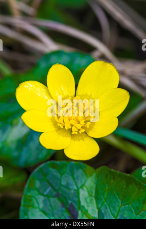 Kleinen Schöllkraut oder Fig Buttercup Stockfoto