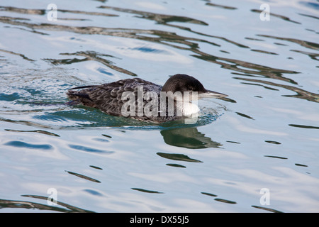 Großen nördlichen Taucher Gavia Immer Erwachsener im Winterkleid-Zucht Stockfoto