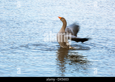 Auf dem Wasser Flügelschlagen Graugans Gans Anser Anser Erwachsener Stockfoto