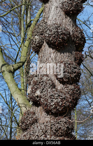 Europäische Rosskastanie (Aesculus Hippocastanum) mit Krebs, Lantz'scher Park, Düsseldorf, Nordrhein-Westfalen, Deutschland Stockfoto