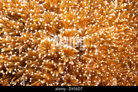 Flower Pot Koralle (Goniopora SP.), Indonesien Stockfoto