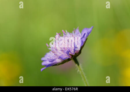 Feld Witwenblume (Knautia Arvensis), Kirchseemoor, Upper Bavaria, Bavaria, Germany Stockfoto