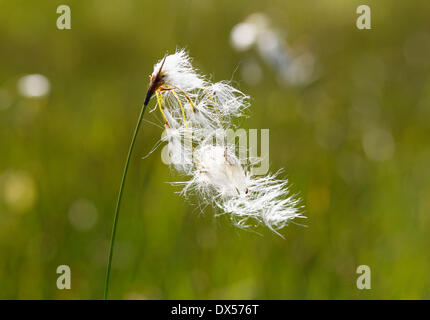 Breitblättrigen Wollgras (Wollgras Latifolium), Kirchseemoor, Upper Bavaria, Bavaria, Germany Stockfoto