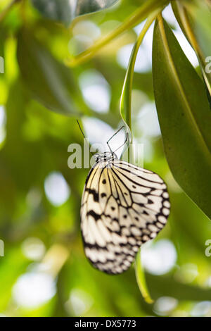 Große Baumnymphe oder Papier Kite (Idee Leuconoe), Gefangenschaft, butterfly House, Botanischer Garten, München, Bayern, Oberbayern Stockfoto