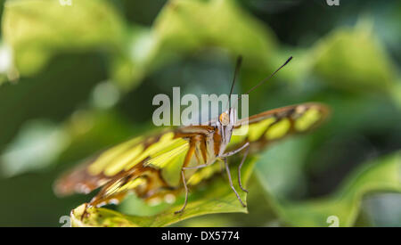 Malachit (Siproeta Stelenes), ursprünglich aus Südamerika, Gefangenschaft, Schmetterling Haus, Botanischer Garten, München, Oberbayern Stockfoto