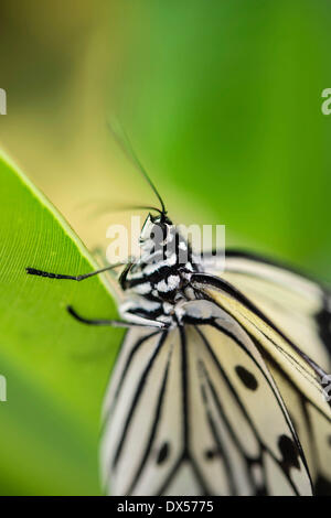 Große Baumnymphe oder Papier Kite (Idee Leuconoe), Gefangenschaft, butterfly House, Botanischer Garten, München, Bayern, Oberbayern Stockfoto