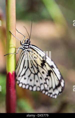 Große Baumnymphe oder Papier Kite (Idee Leuconoe), Gefangenschaft, butterfly House, Botanischer Garten, München, Bayern, Oberbayern Stockfoto