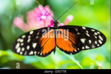 Ismenius Tiger oder Heliconian Tiger (Heliconius Ismenius), butterfly House, Botanischer Garten, München, Bayern, Oberbayern Stockfoto