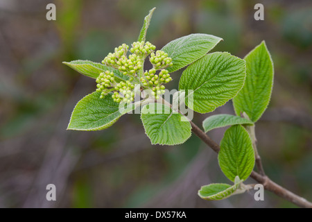 Wayfaring Baum Viburnum Lantana Blätter und Blütenknospen Stockfoto