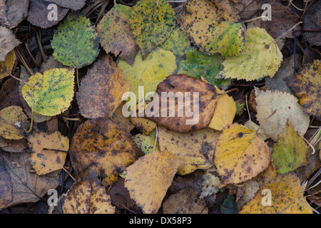 Silver Birch: Betula Pendel. Laub am Boden im Herbst. Surrey, England. Stockfoto