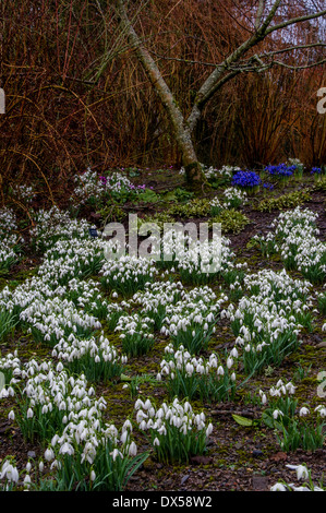 Schneeglöckchen im Winter bei Aberglasney Gardens, Wales Stockfoto