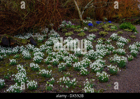 Schneeglöckchen im Winter bei Aberglasney Gardens, Wales Stockfoto